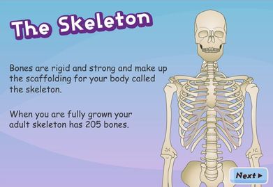 Grade 5 Human Body Lesson 7 Skeletal System - Ms Palmer's Classroom