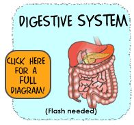 Grade 5 Human Body Lesson 2 Digestive System - Ms Palmer's Classroom
