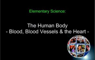 Grade 5 Human Body Lesson 4 Circulatory System - MS PALMER'S CLASSROOM